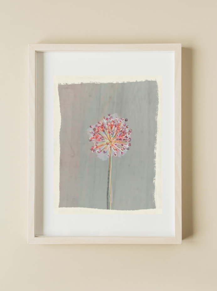 Chive Blossom Fine Art Print