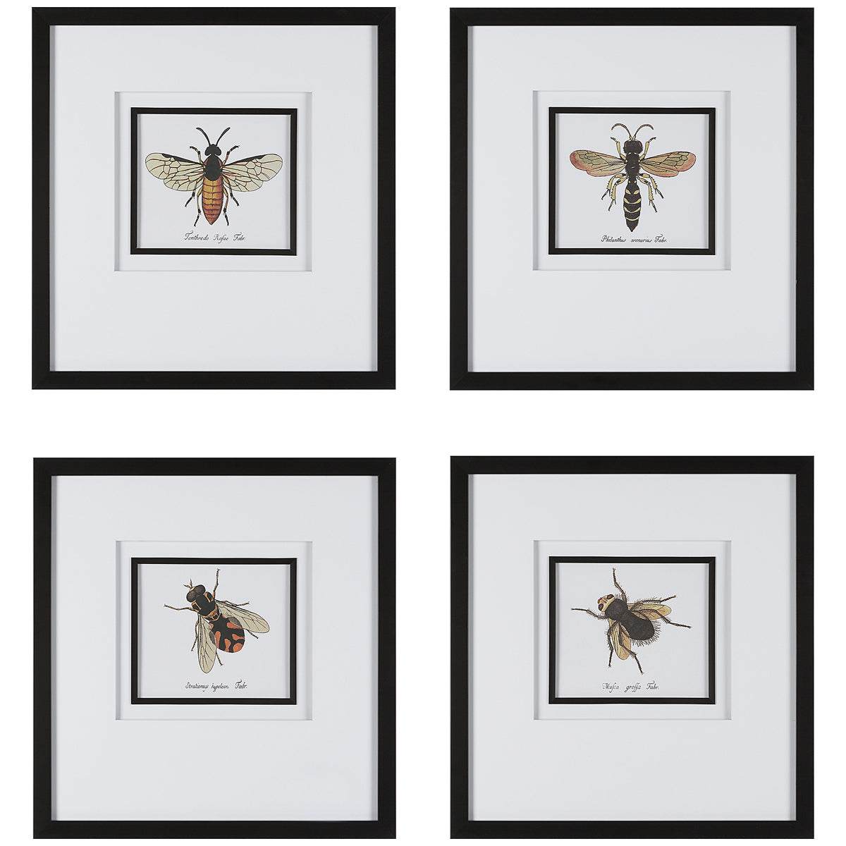  Uttermost Anthophila Framed Prints, Set of 4 