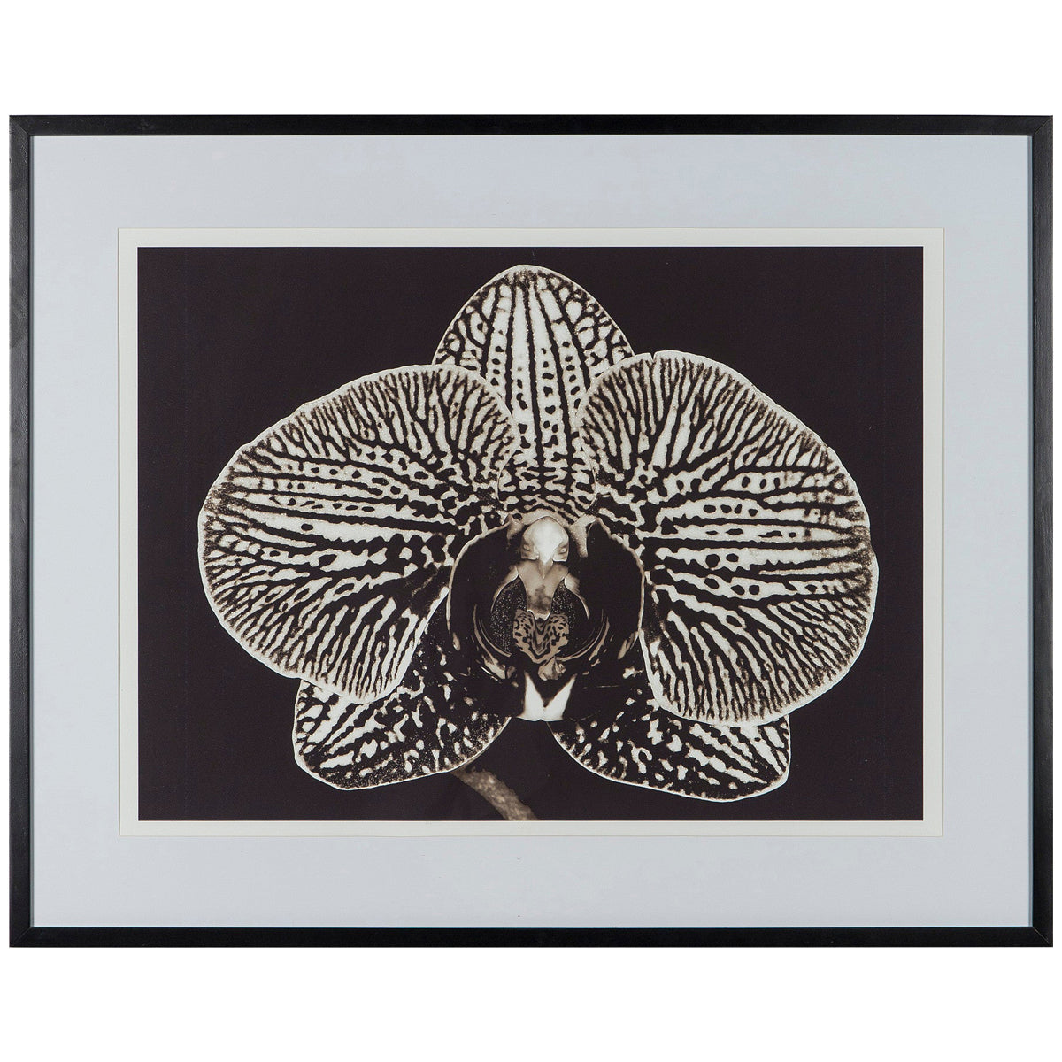  Coup & Co Black Orchid Art 