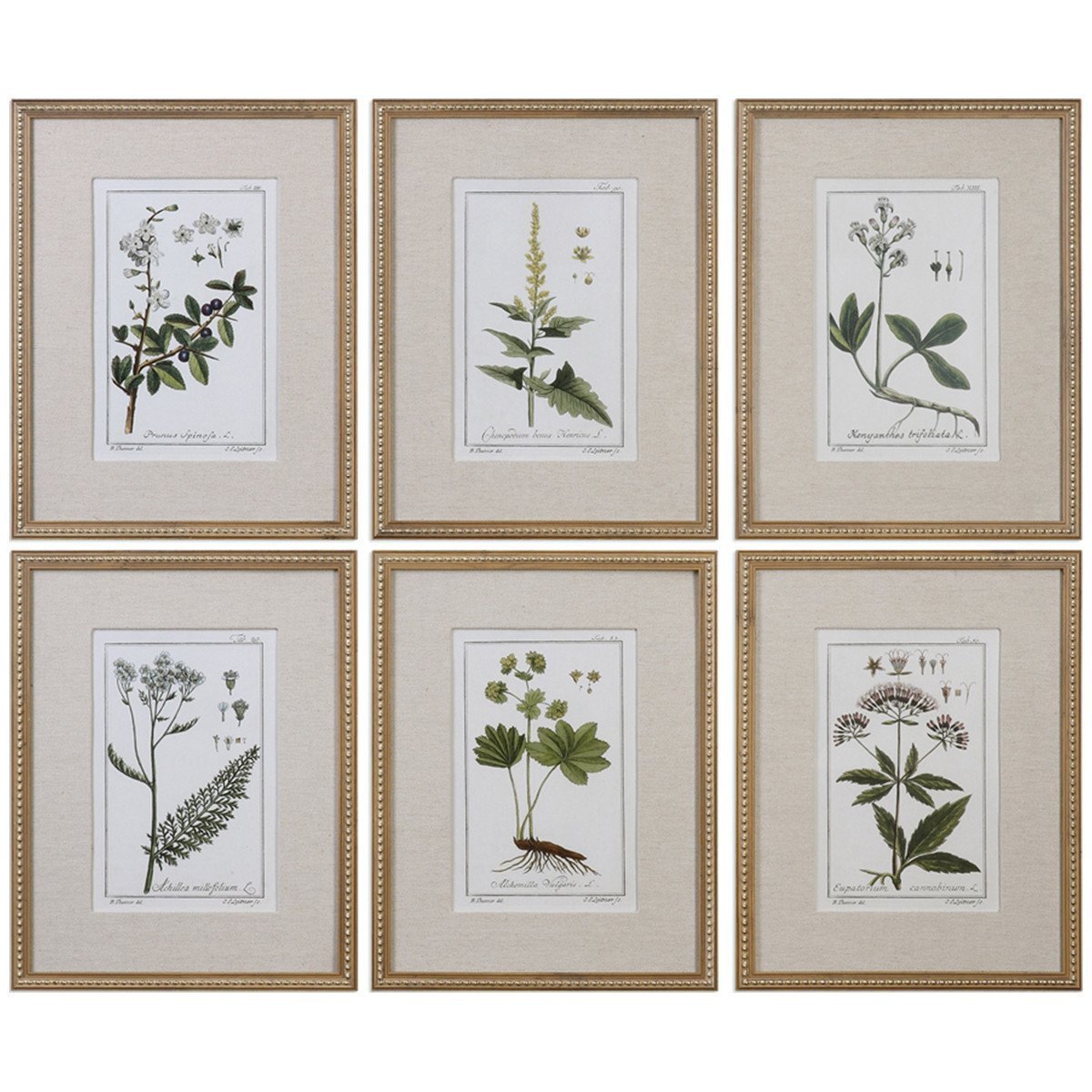  Uttermost Green Floral Botanical Study Prints, 6-Piece Set 