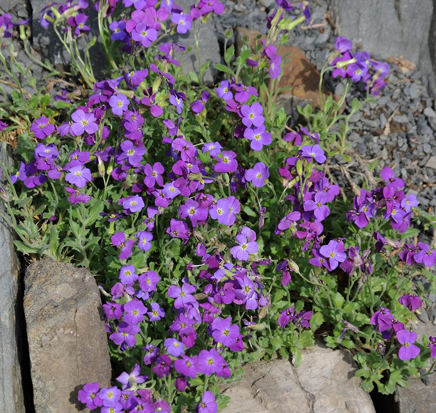 Purple Rock Cress, Flowers Seed