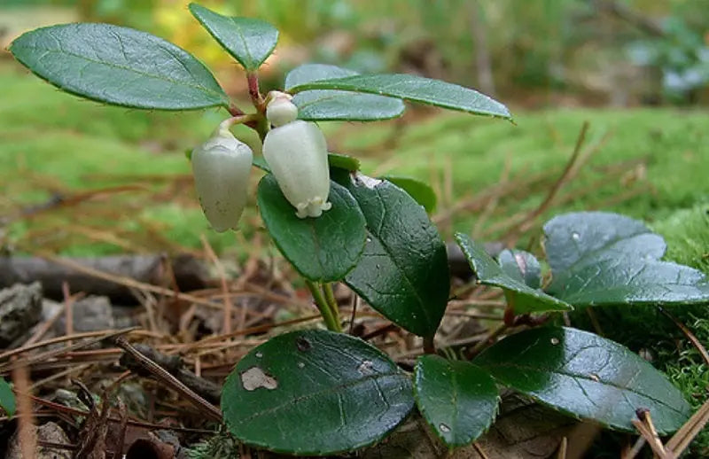 Spicy Wintergreen Seeds - Ground Cover - Perennial