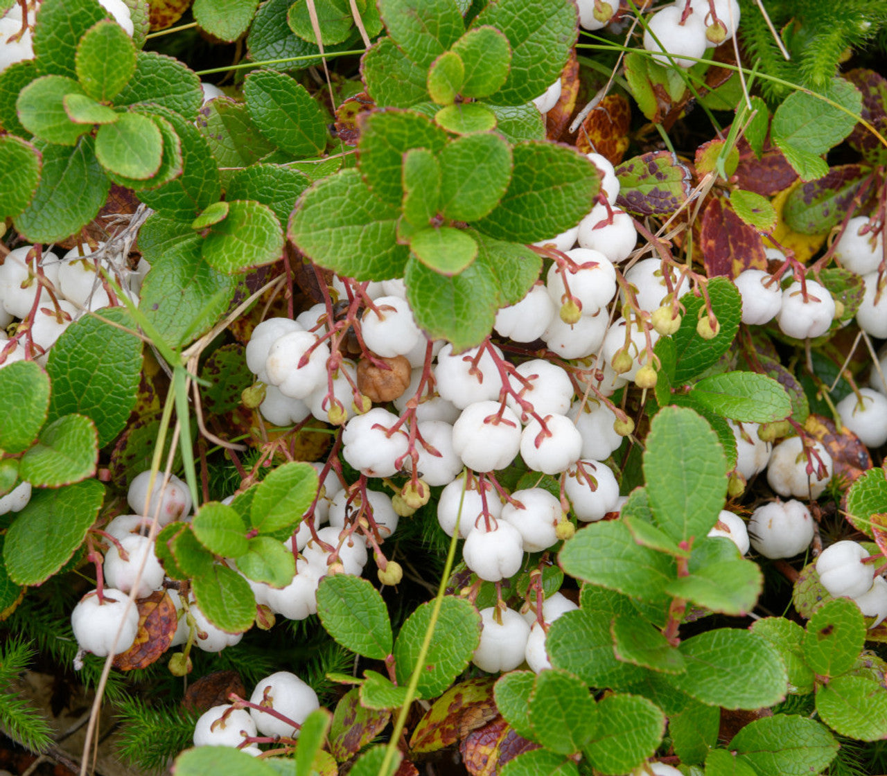 Spicy Wintergreen Seeds - Ground Cover - Perennial