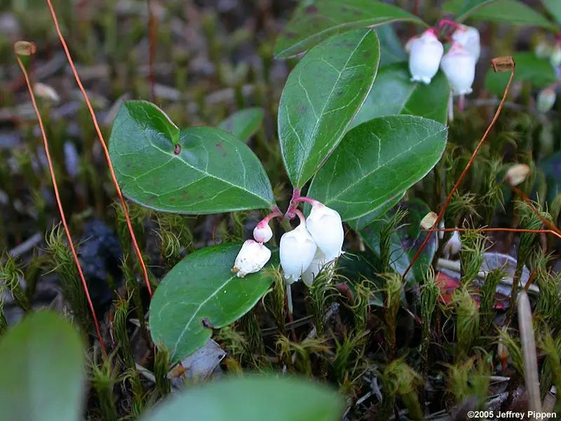 Spicy Wintergreen Seeds - Ground Cover - Perennial