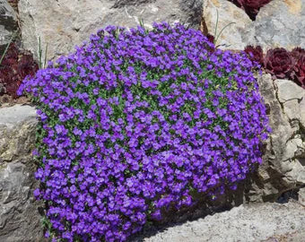 Purple Rock Cress, Flowers Seed