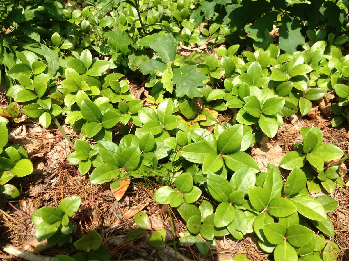 Spicy Wintergreen Seeds - Ground Cover - Perennial