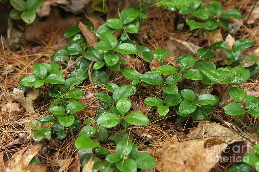 Spicy Wintergreen Seeds - Ground Cover - Perennial