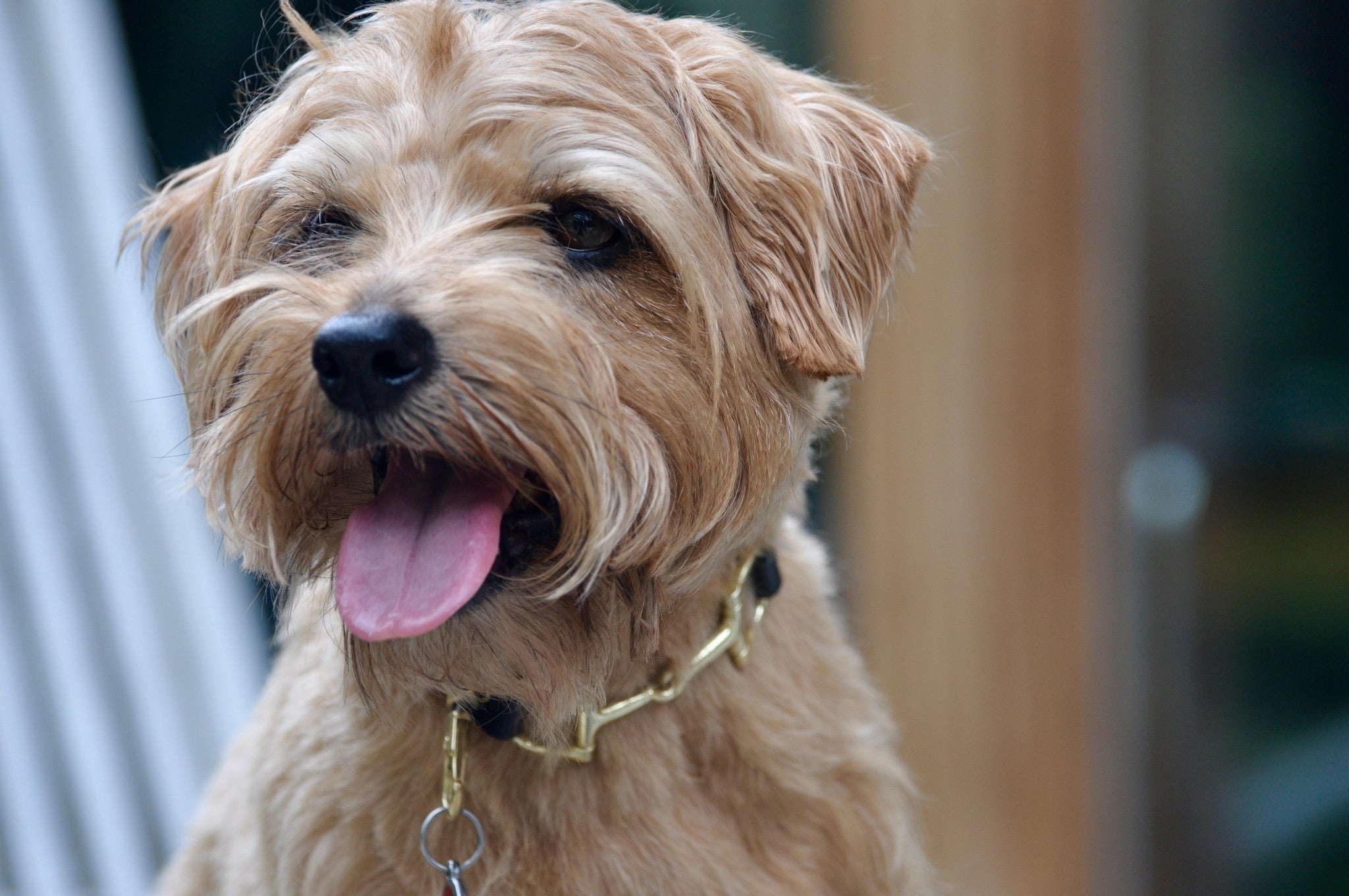 Equestrian Dog Collar