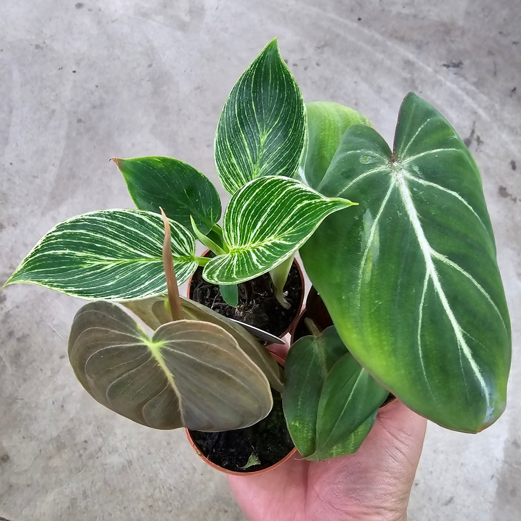 Philodendron - assorted 2