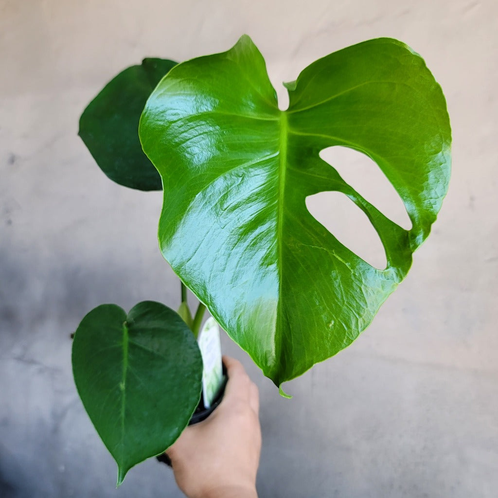 Monstera deliciosa - 4