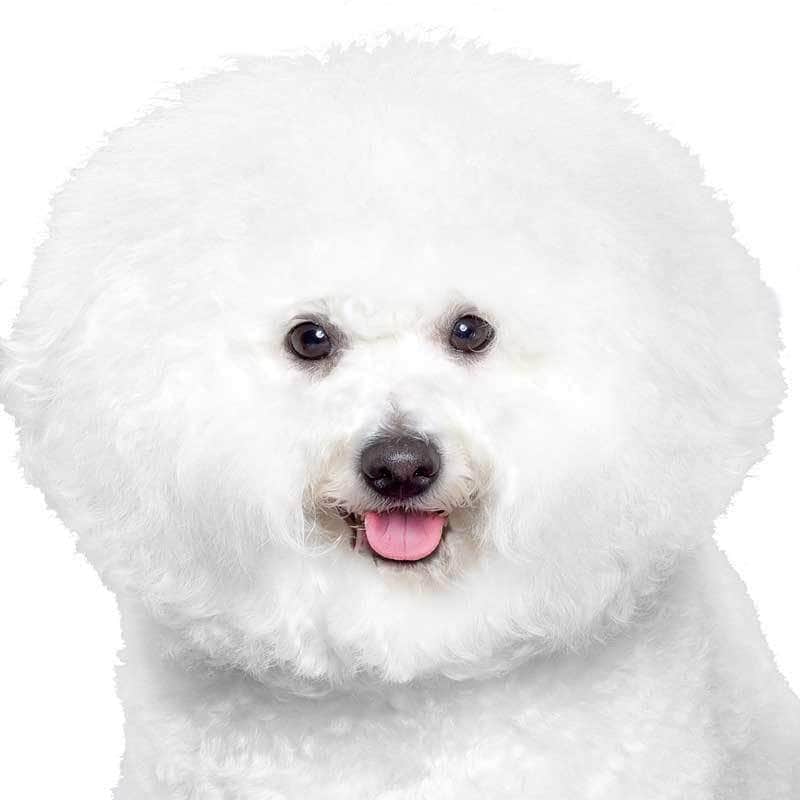 bichon frise collection