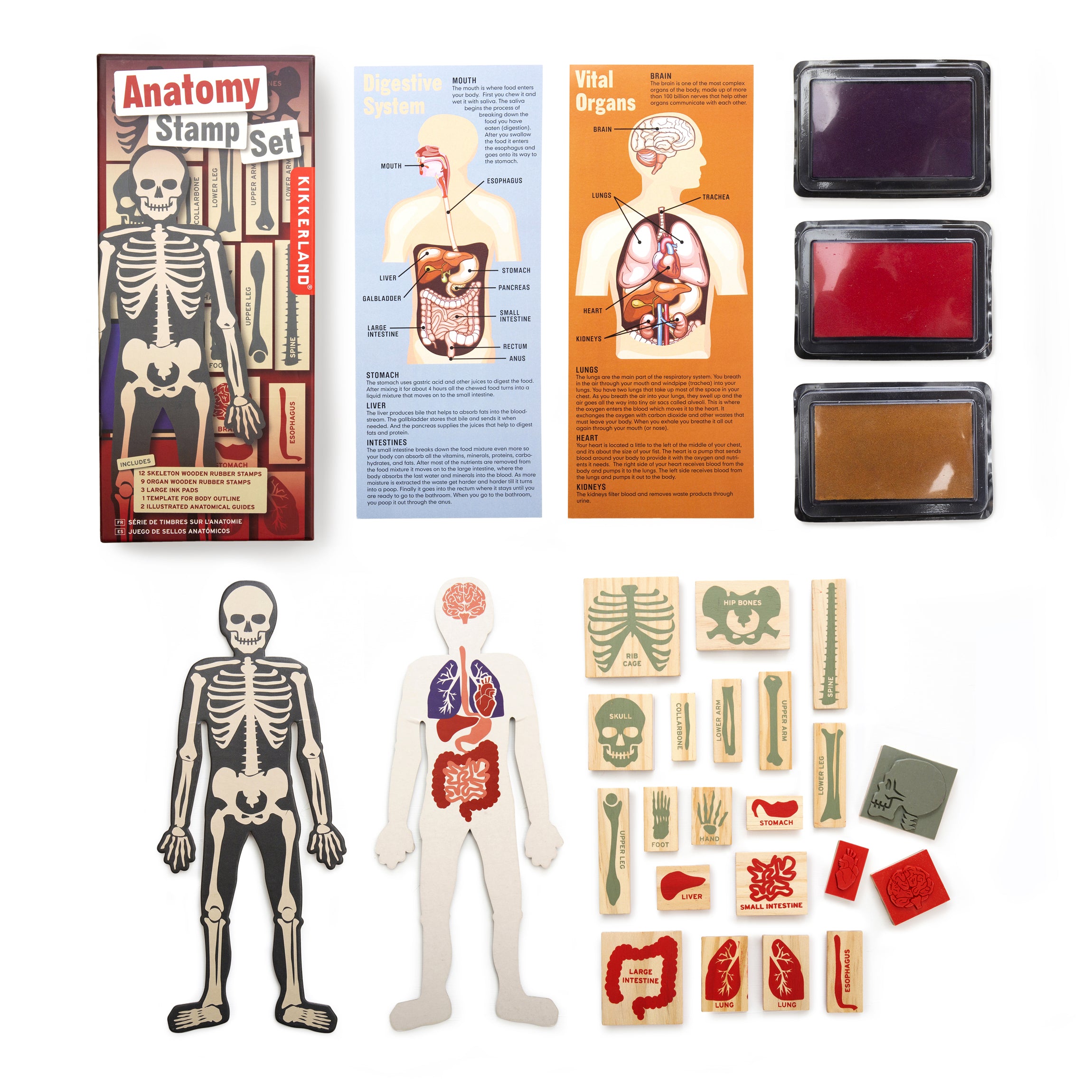 Anatomy Stamp Set