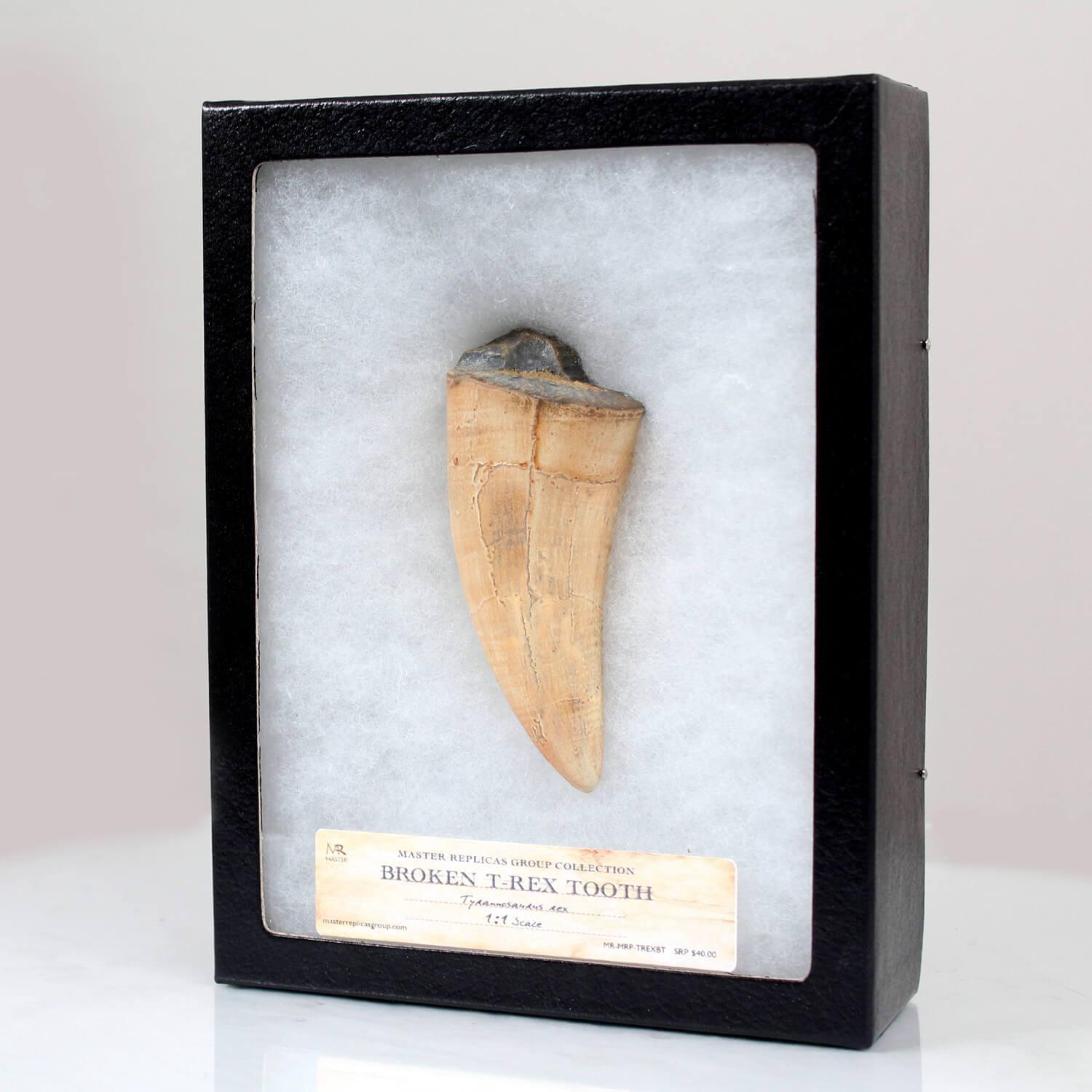 T-Rex Broken Tooth Resin Fossil Replica