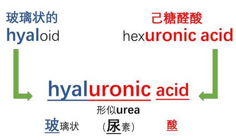 玻尿酸名字的由来