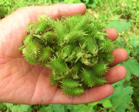 刚从植株上摘下来新鲜的绿色的苍耳子