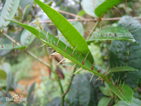 中草药两面针的百度百科图片
