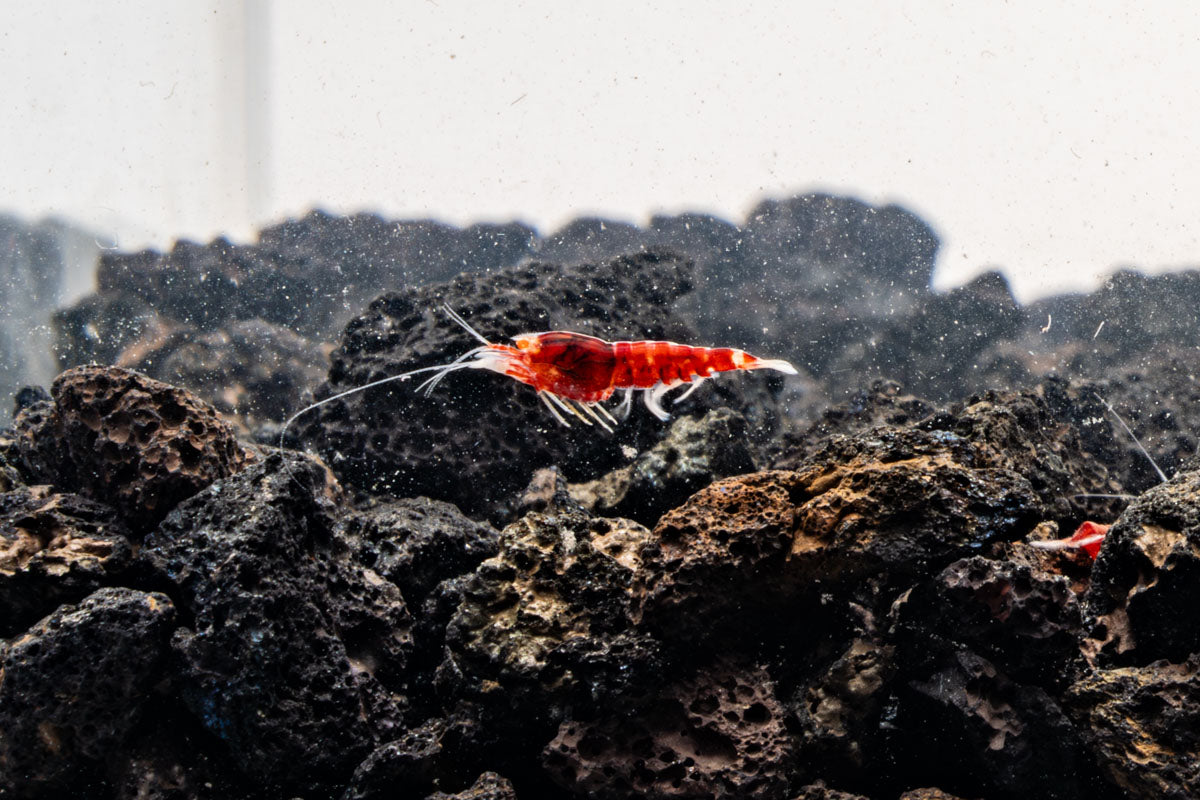 Red King Kong Extreme Shrimp