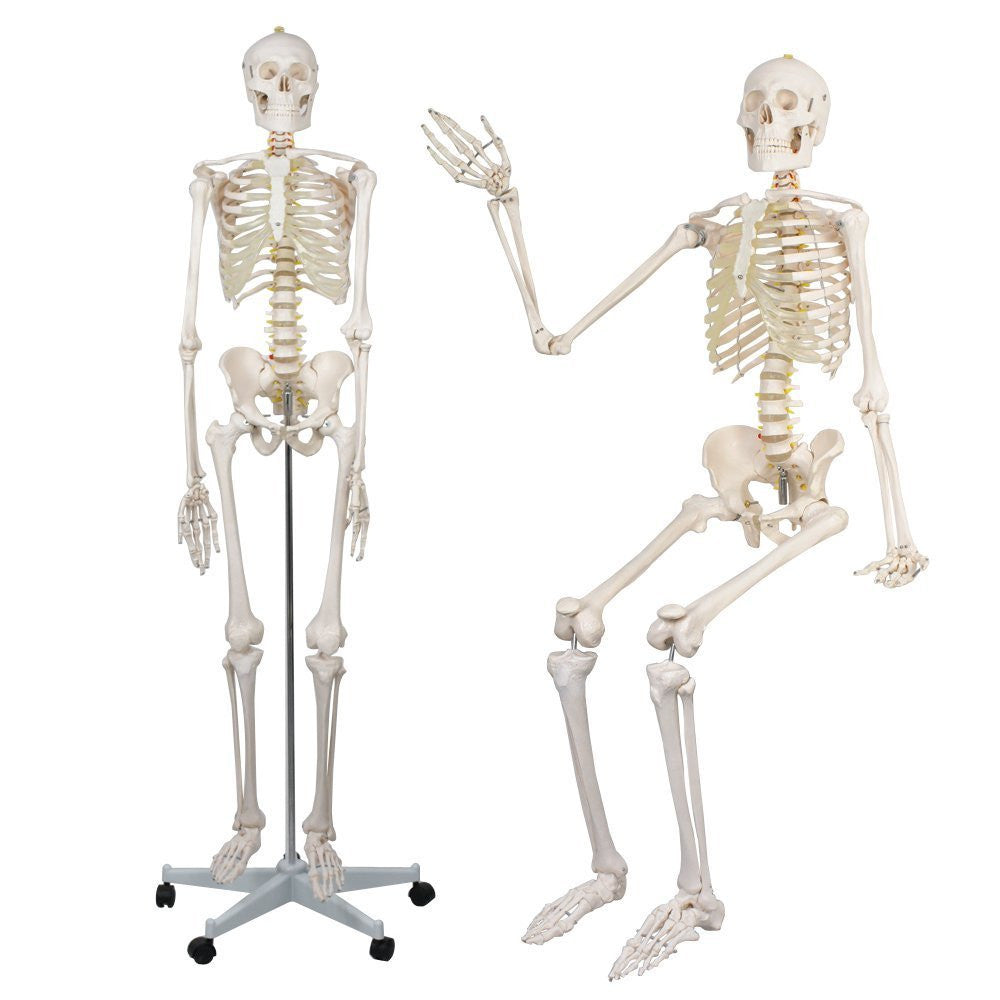 ZENY? Life Size Medical Anatomical Human Skeleton Model with Rolling Stand