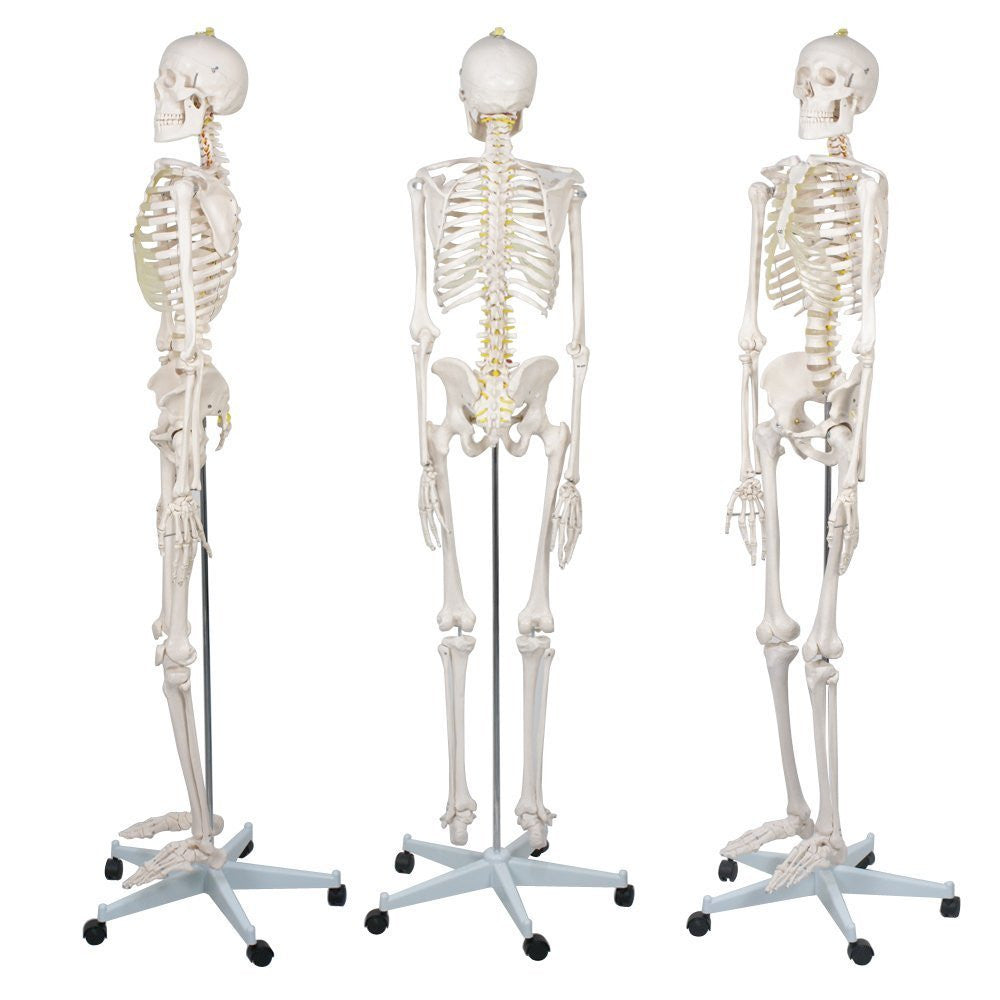 ZENY? Life Size Medical Anatomical Human Skeleton Model with Rolling Stand