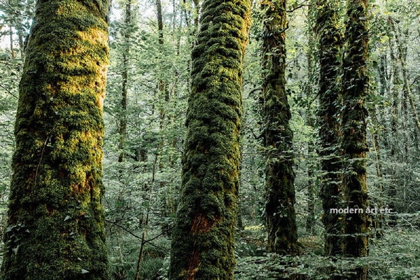 landscape lush forests in europe large ready to install