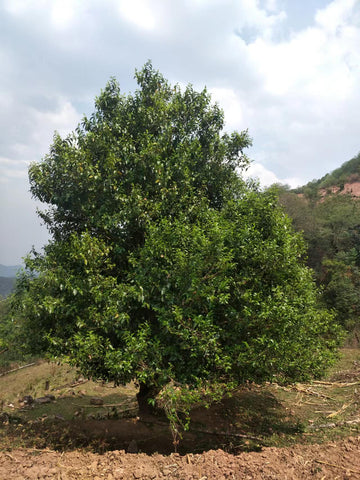 zhenyuan single tea tree