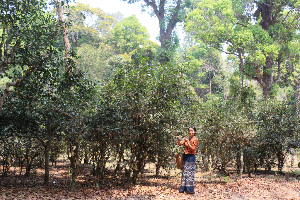 big tea tree in jingmai