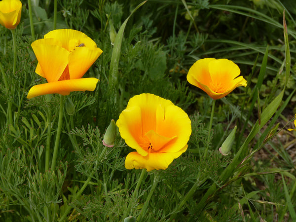 Poppies Grow Kit