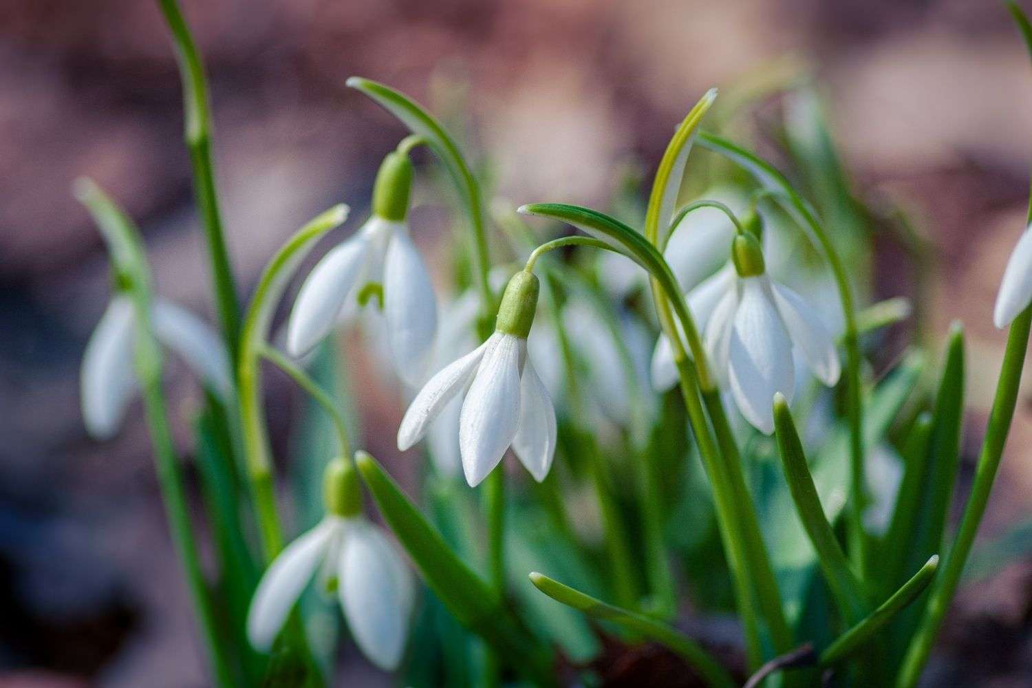 snowdrop
