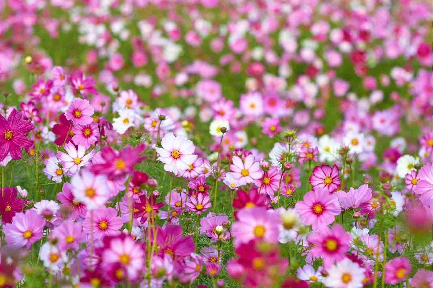 cosmos