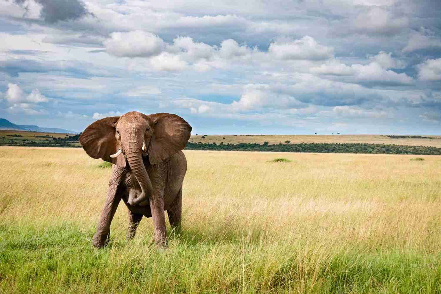 elephant walk on the grass
