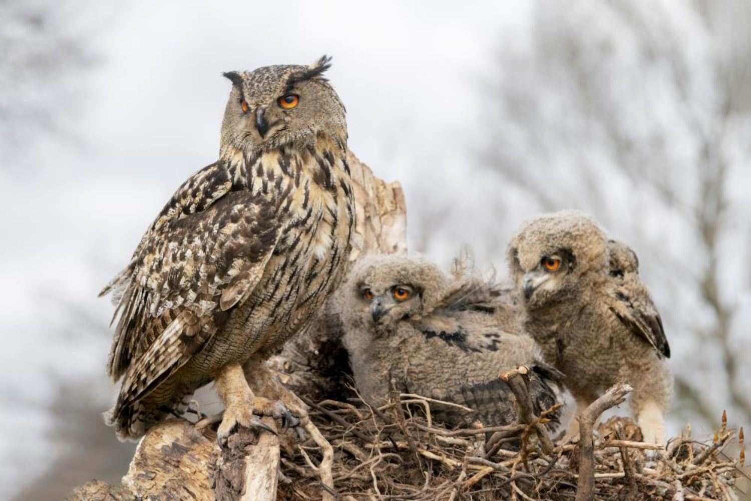 Parent owl and Juvenile Owls