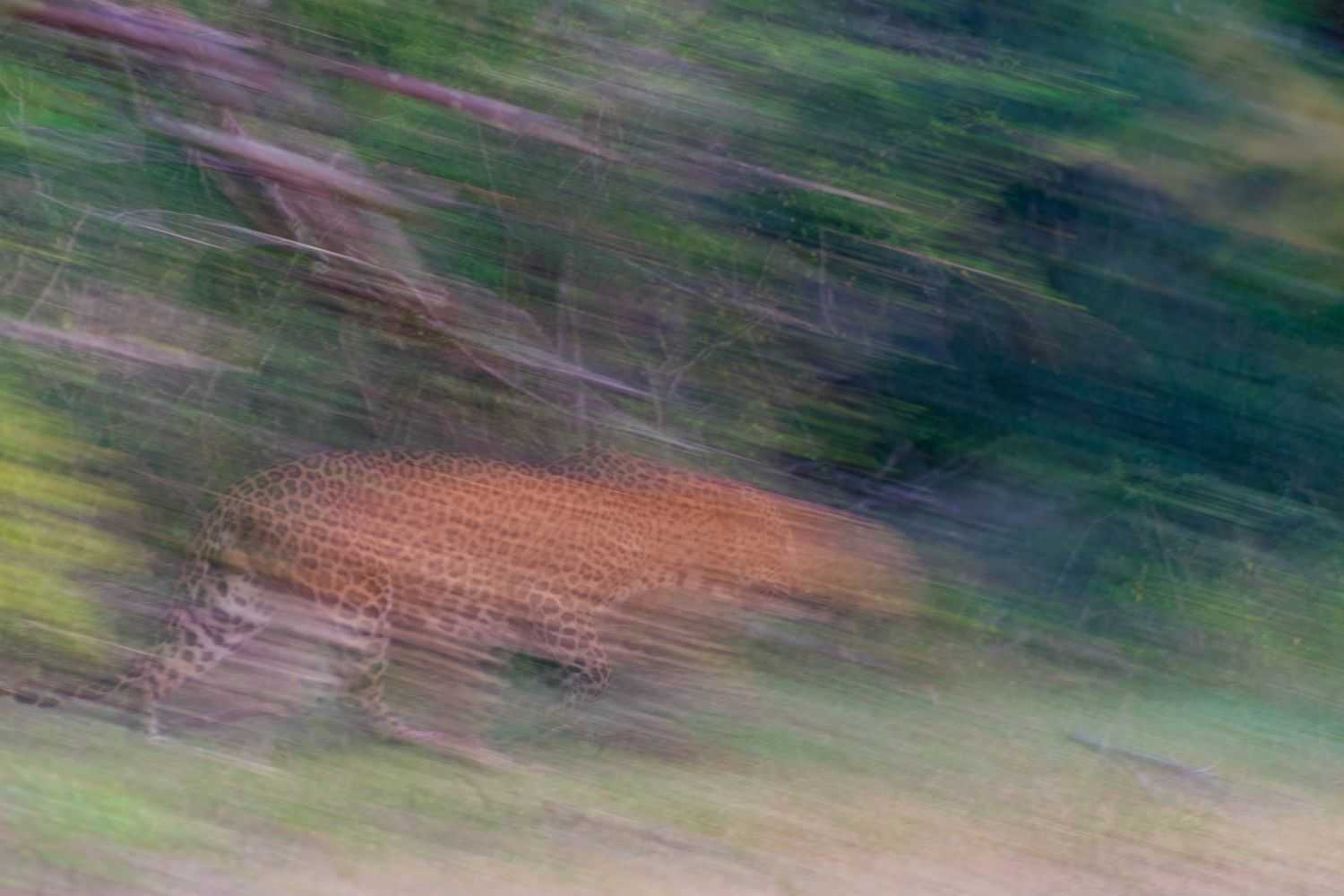 motion blur of running leopard