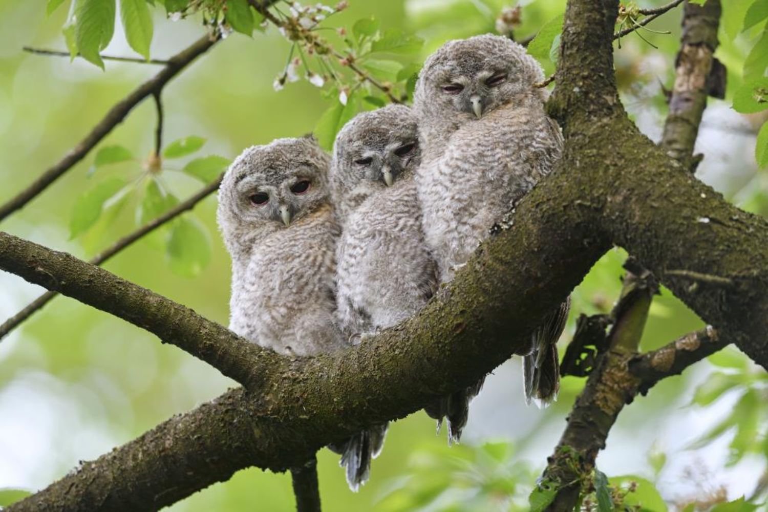 Triplet owls on the tree branch