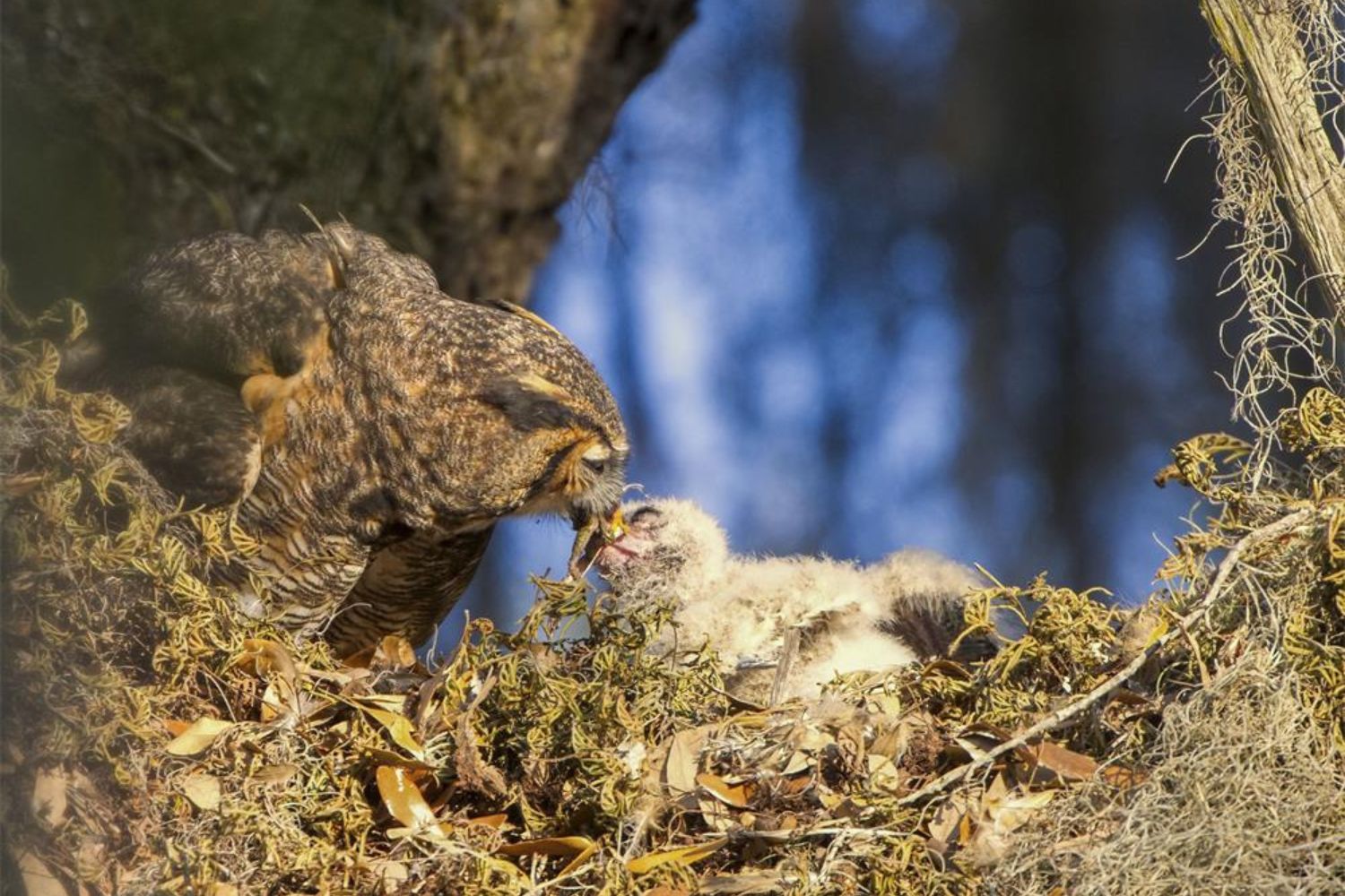 feeding time of baby owl