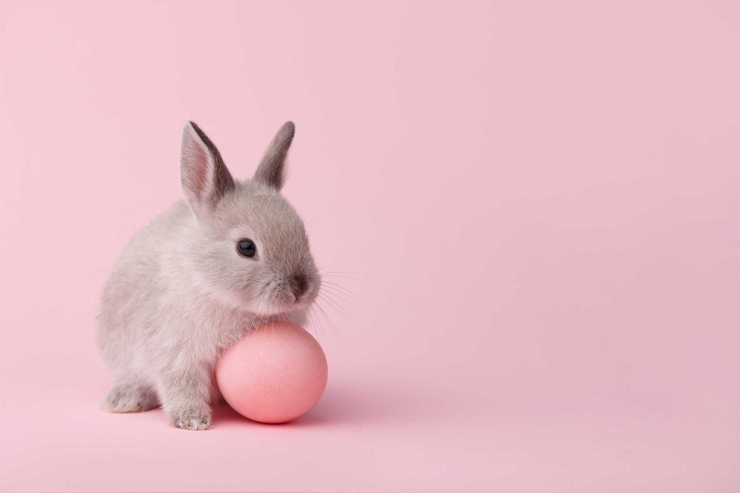 pink photo of a rabbit holding a pink egg
