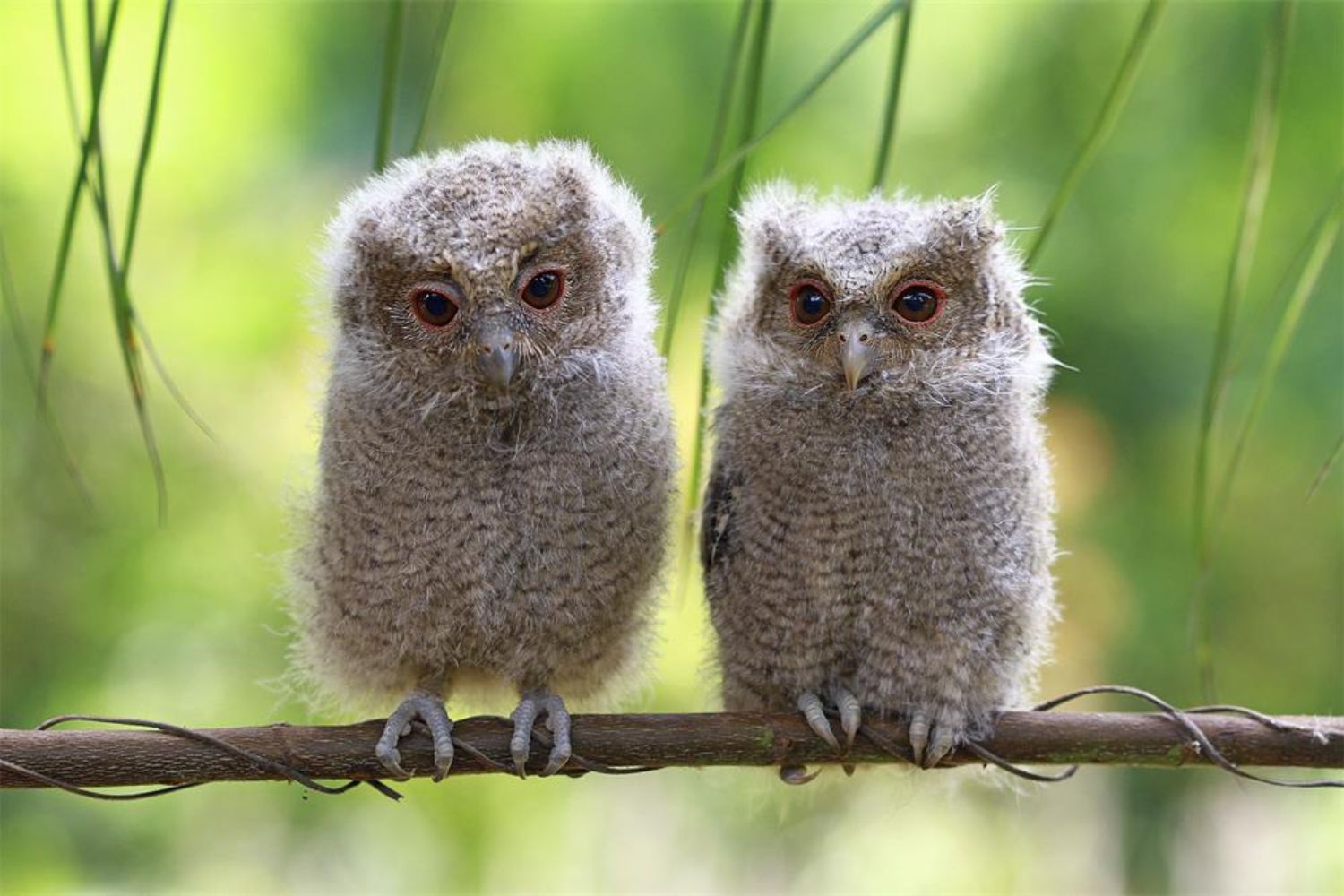 two Cute Owls on a Branch