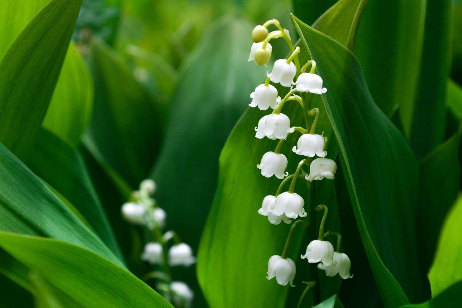 The Lily of the valley