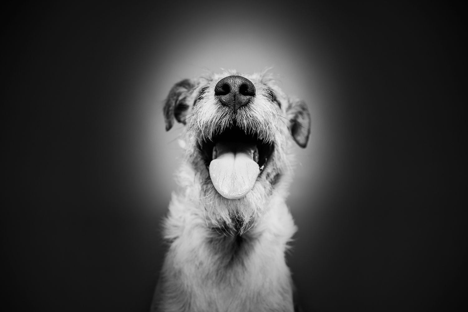 perro iluminado en área oscura