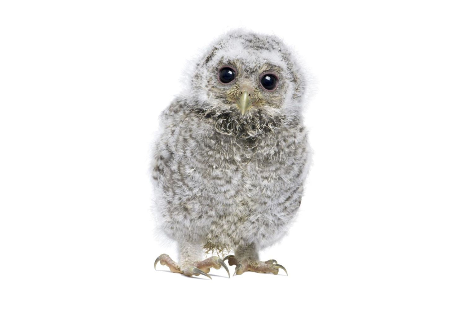 fluffy owl 