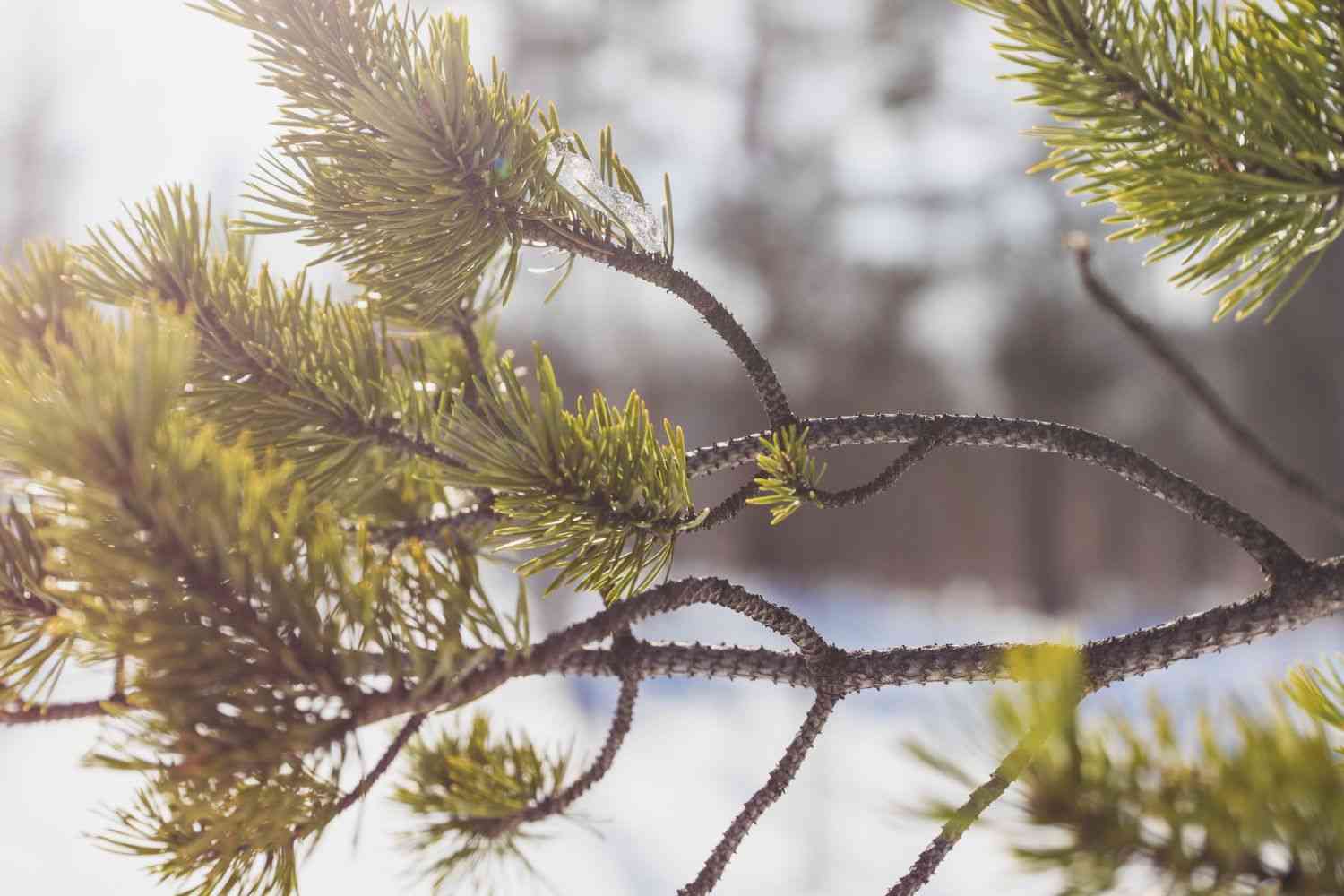 pine tree