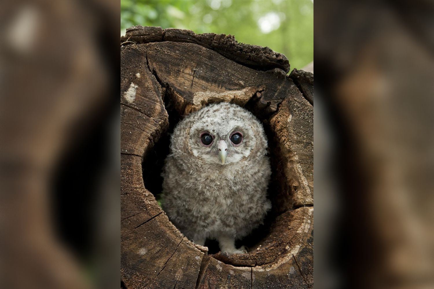 baby owl in tree nest
