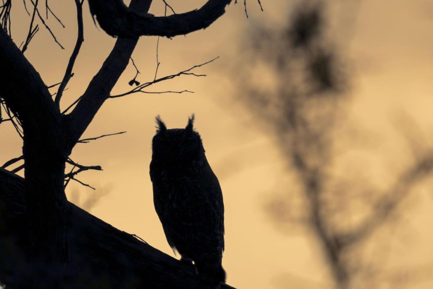 Silhouette Cute Owl on the tree