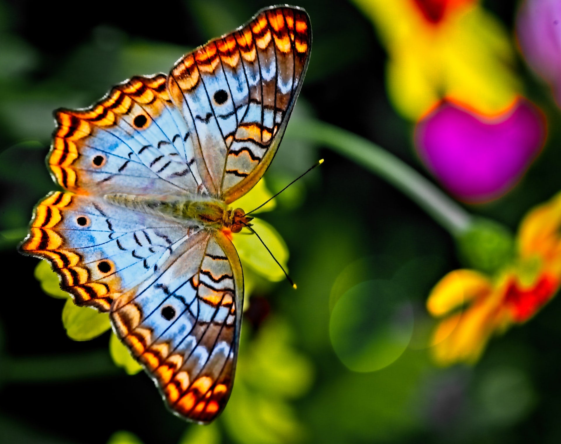 colcor butterfly photo