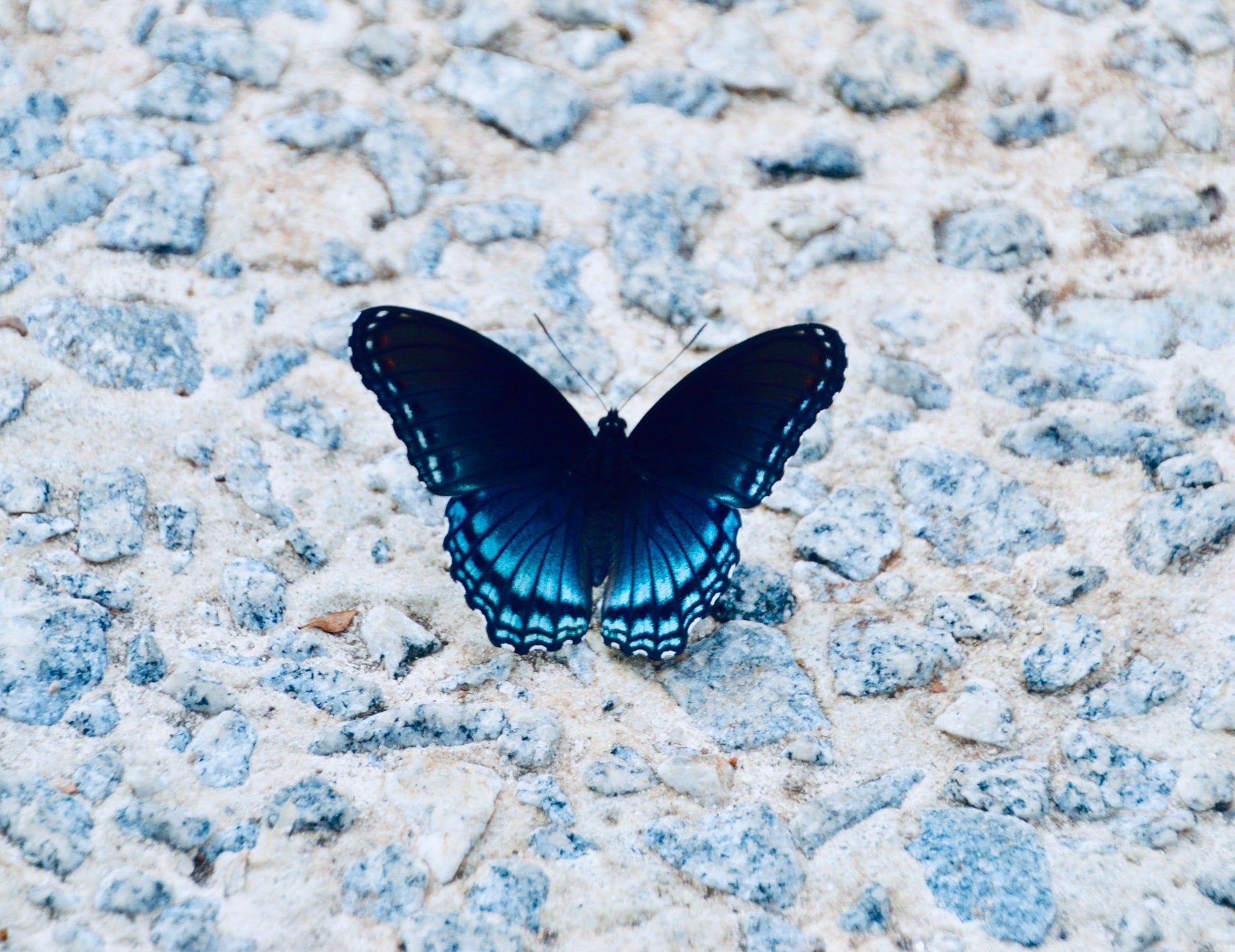 photo of blue butterfly