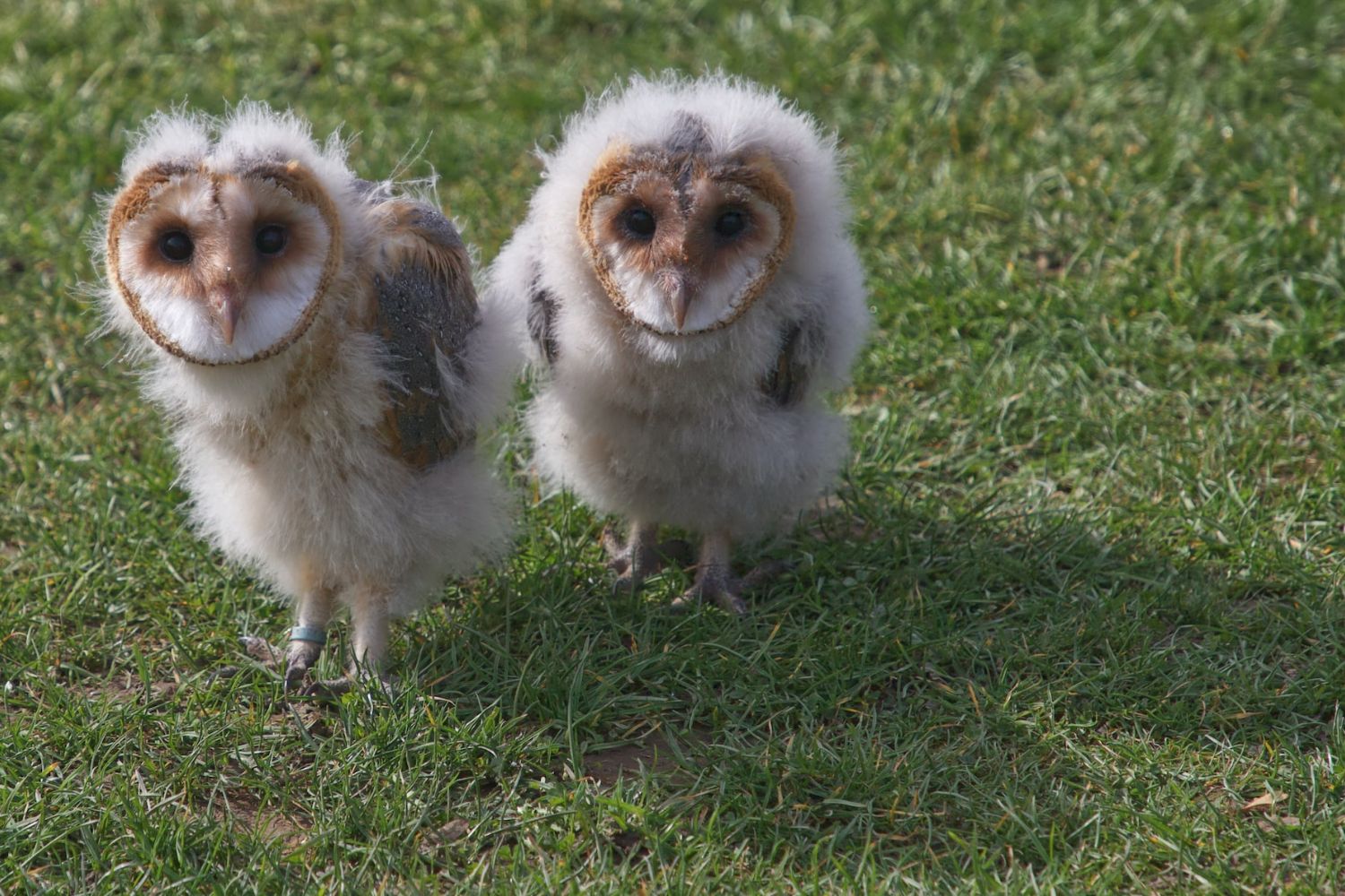 two baby owls standing on the grass