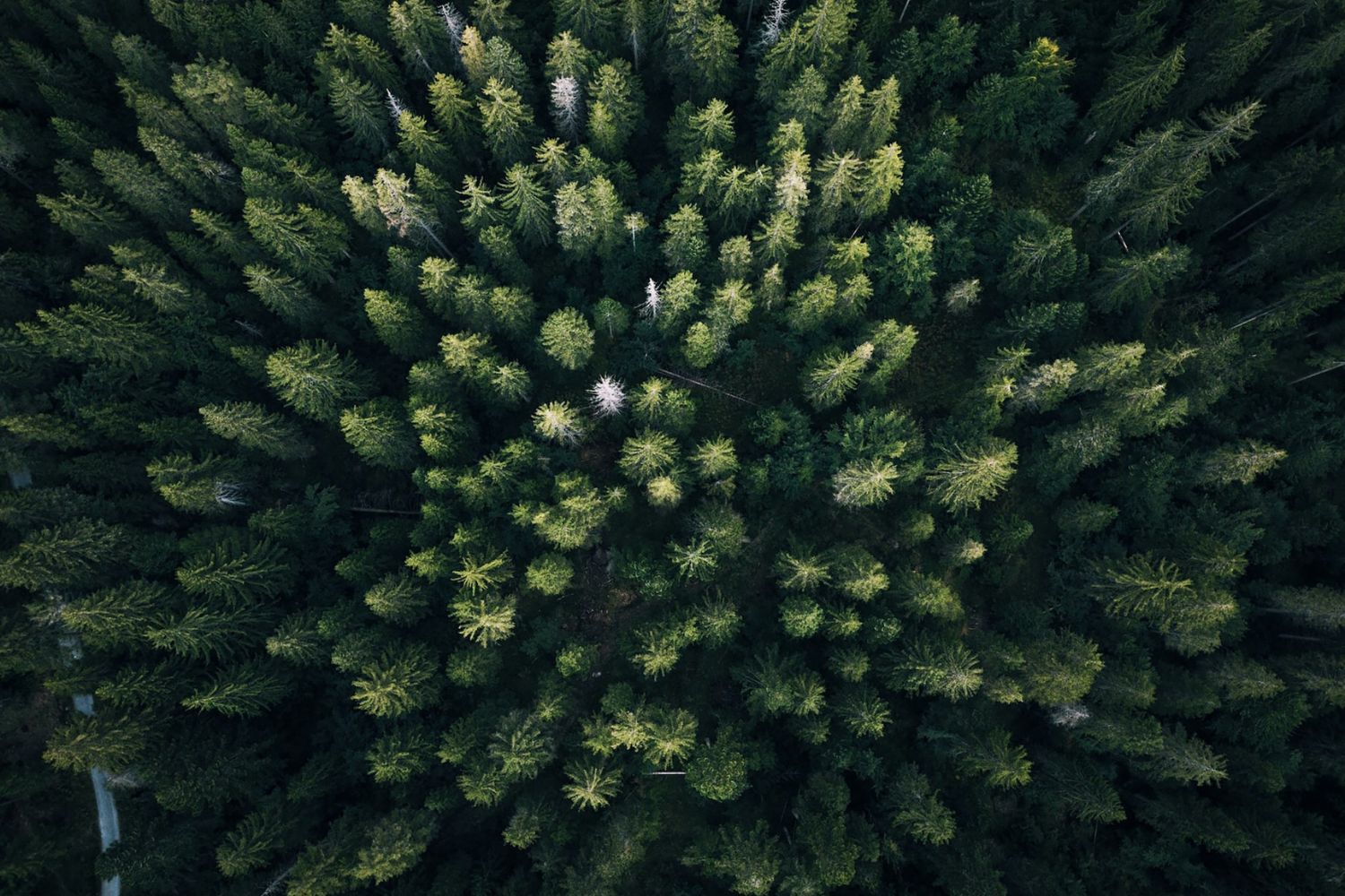 bird's eye view photo of the forest