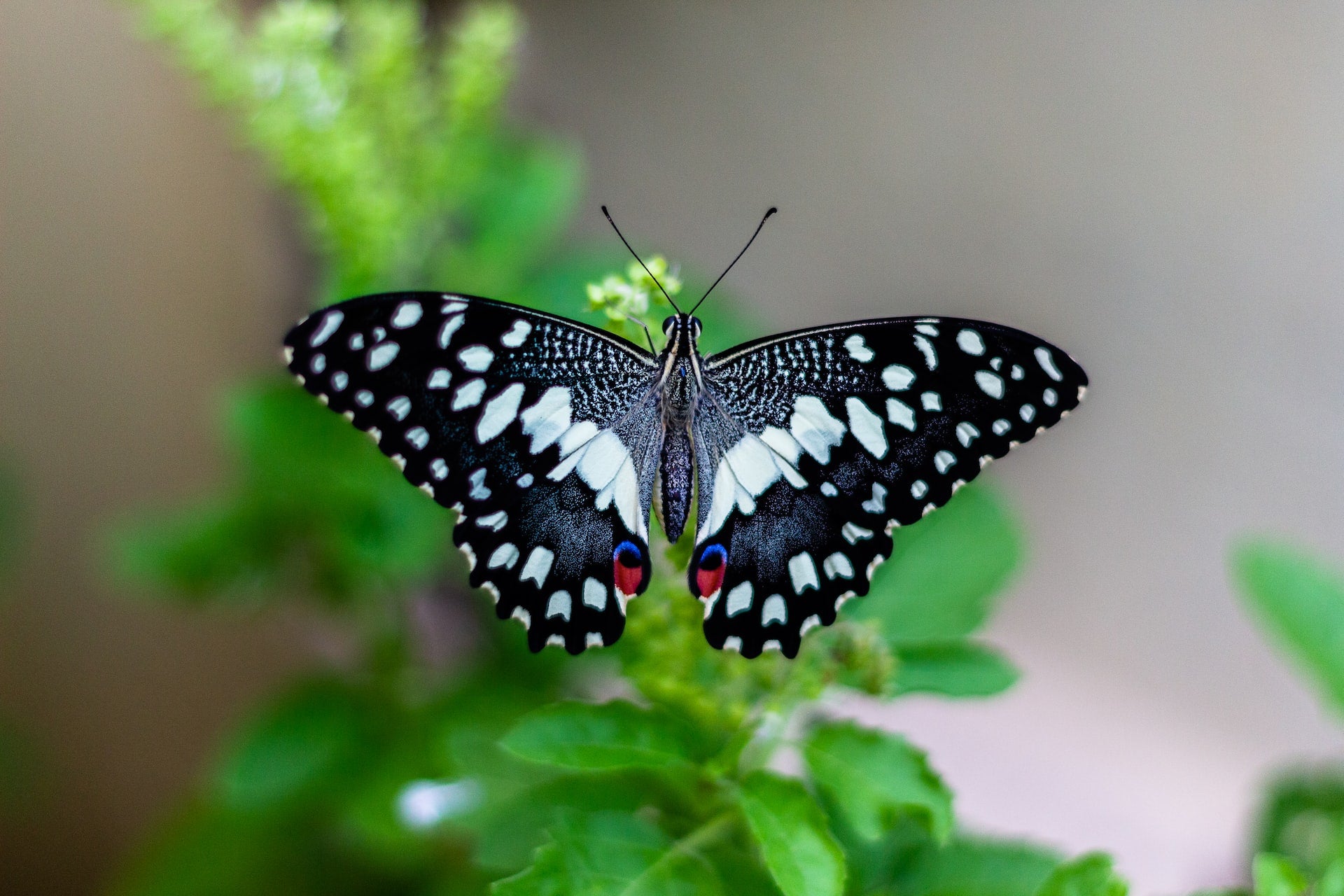 photo of black and white butterfly