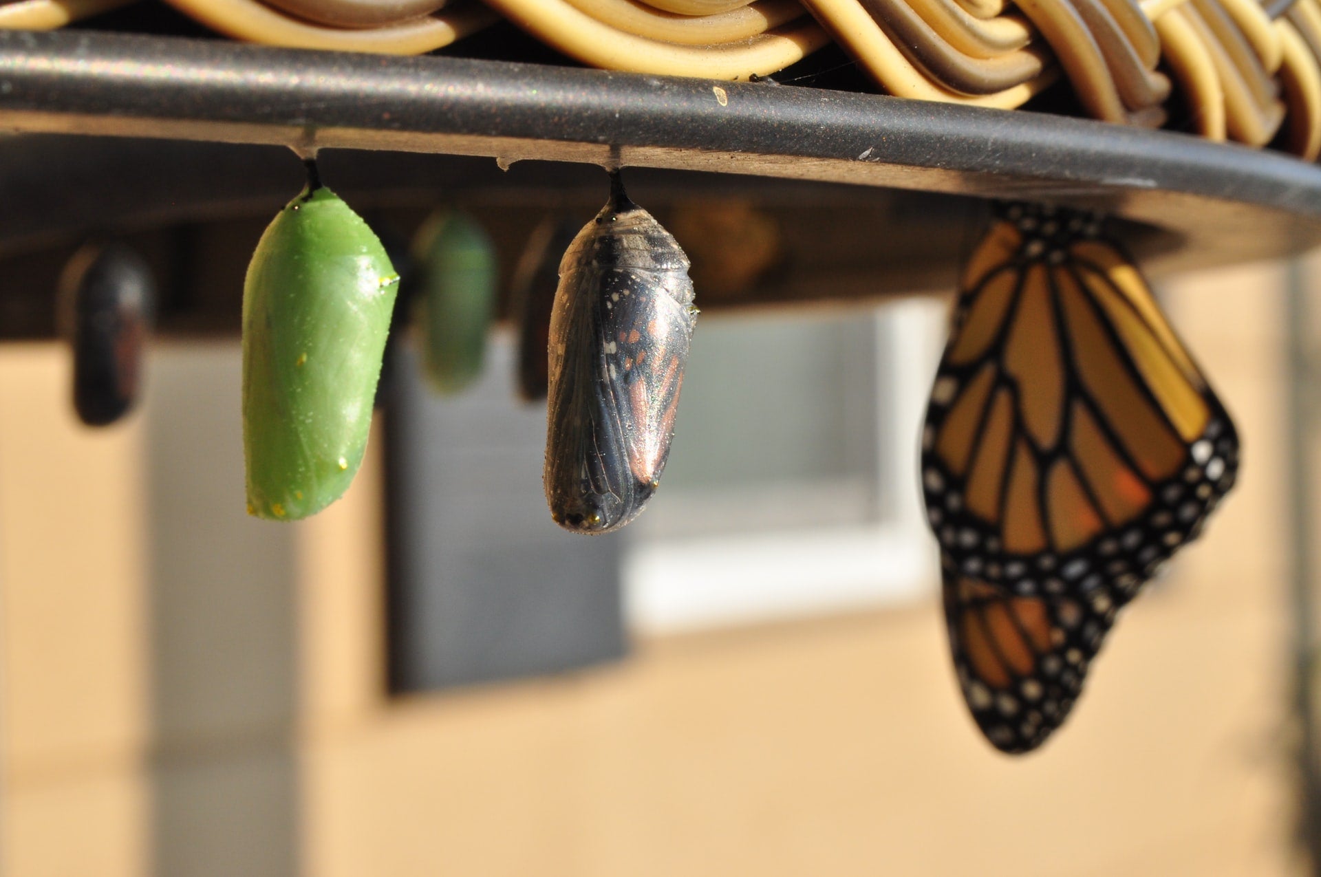 photo of butterfly chrysalis