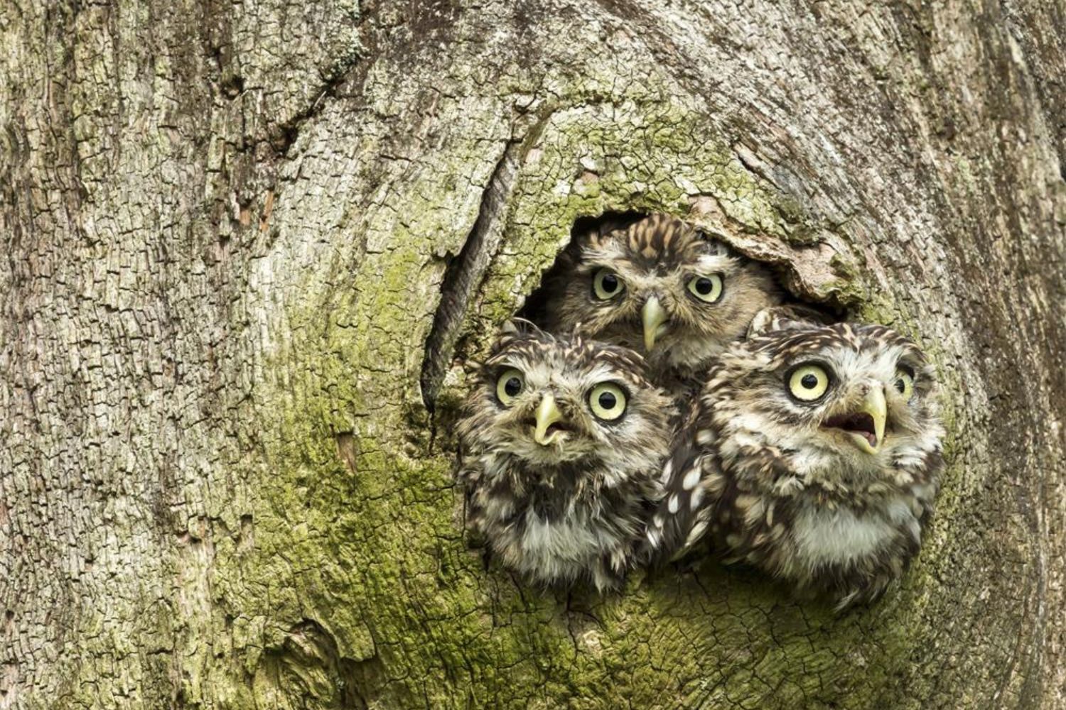 three alert baby owl in the tree nest