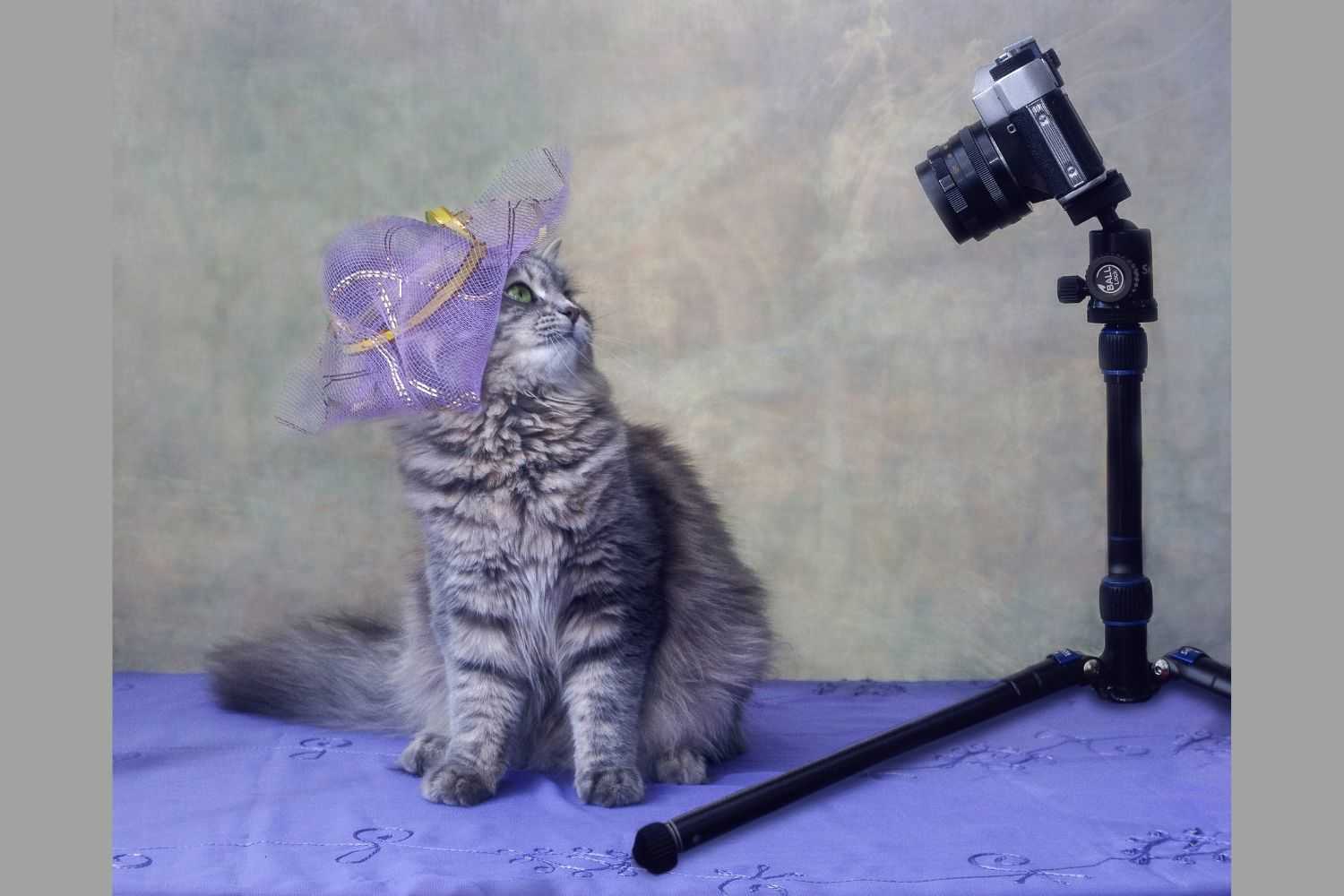 Cat with hat standing under the camera